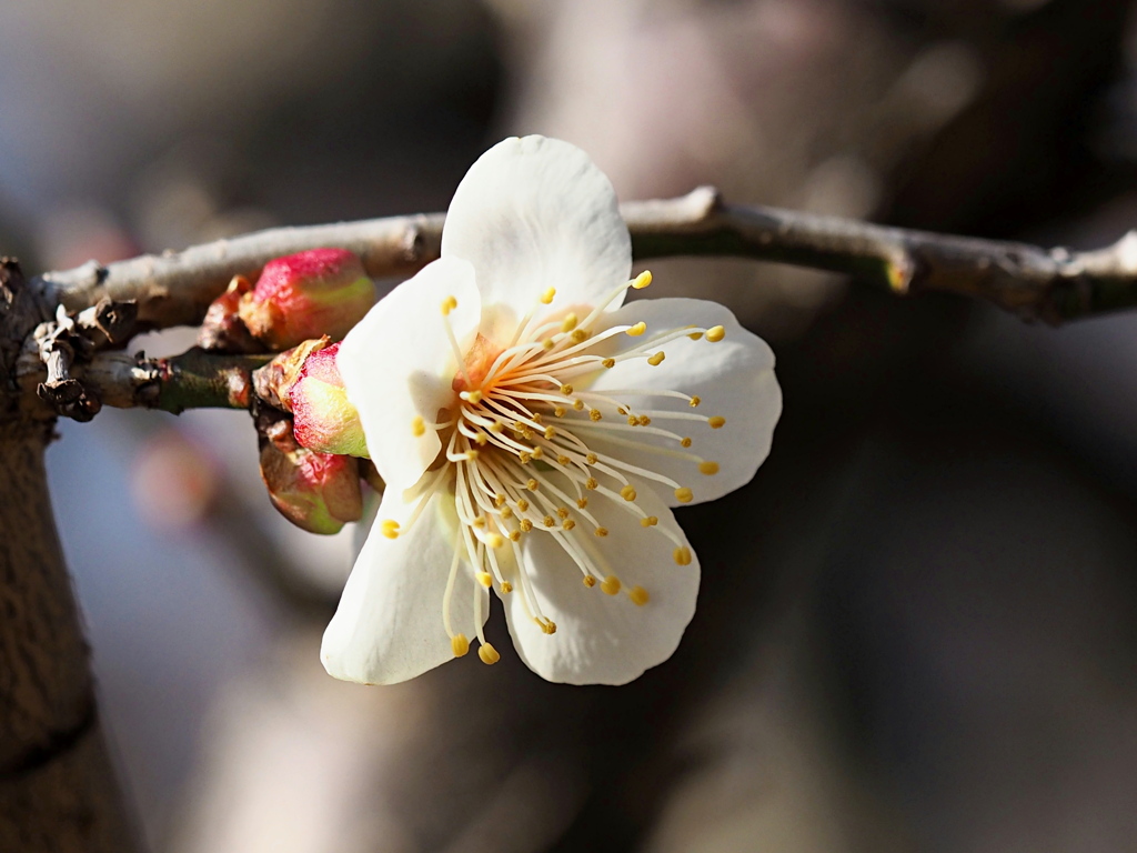 梅の花一輪