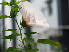 横顔