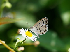 吸蜜