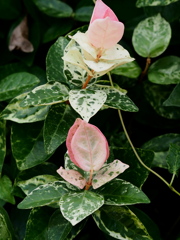 花びらのよう