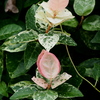 花びらのよう