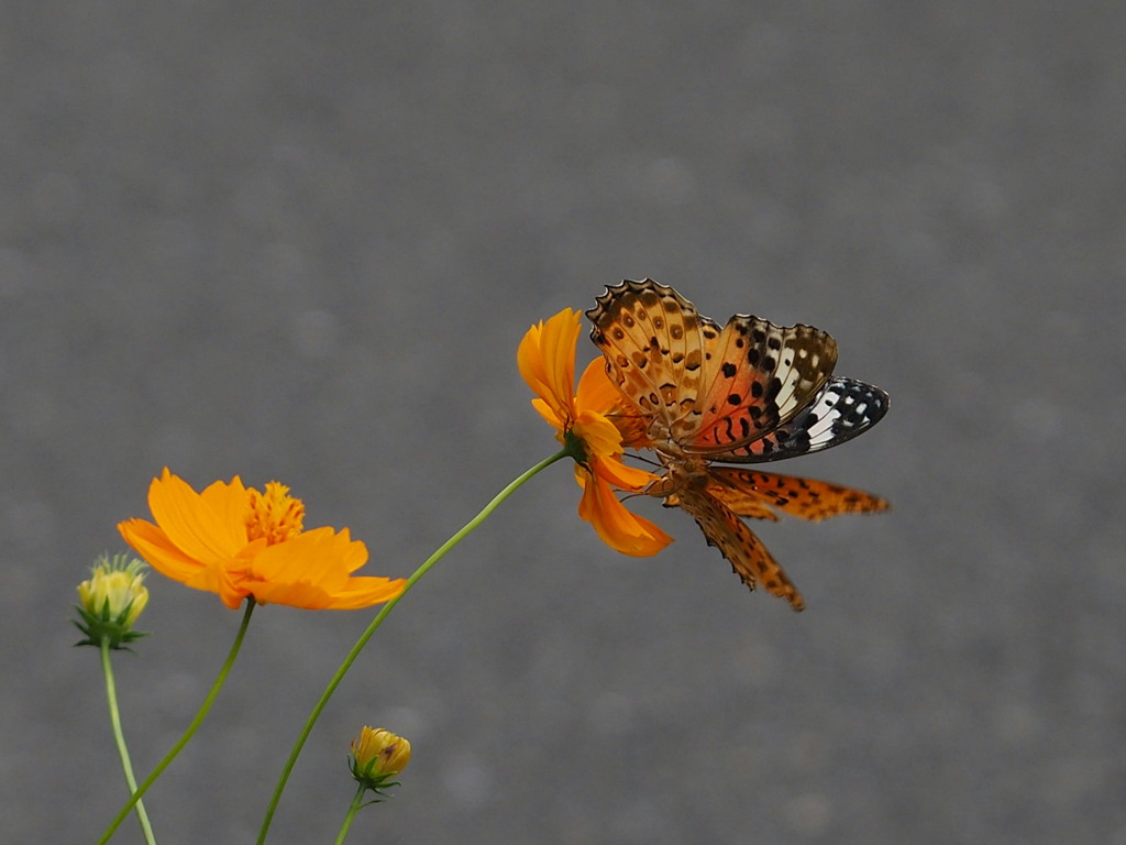 ある日のこと　その③