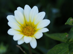 ご近所の花 ③