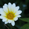 ご近所の花 ③