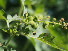 ひっつき虫