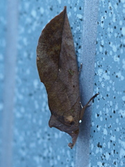 枯れ葉にそっくり