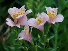 ご近所の花