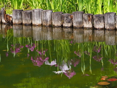 花菖蒲咲いて