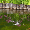 花菖蒲咲いて