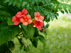 木蔭