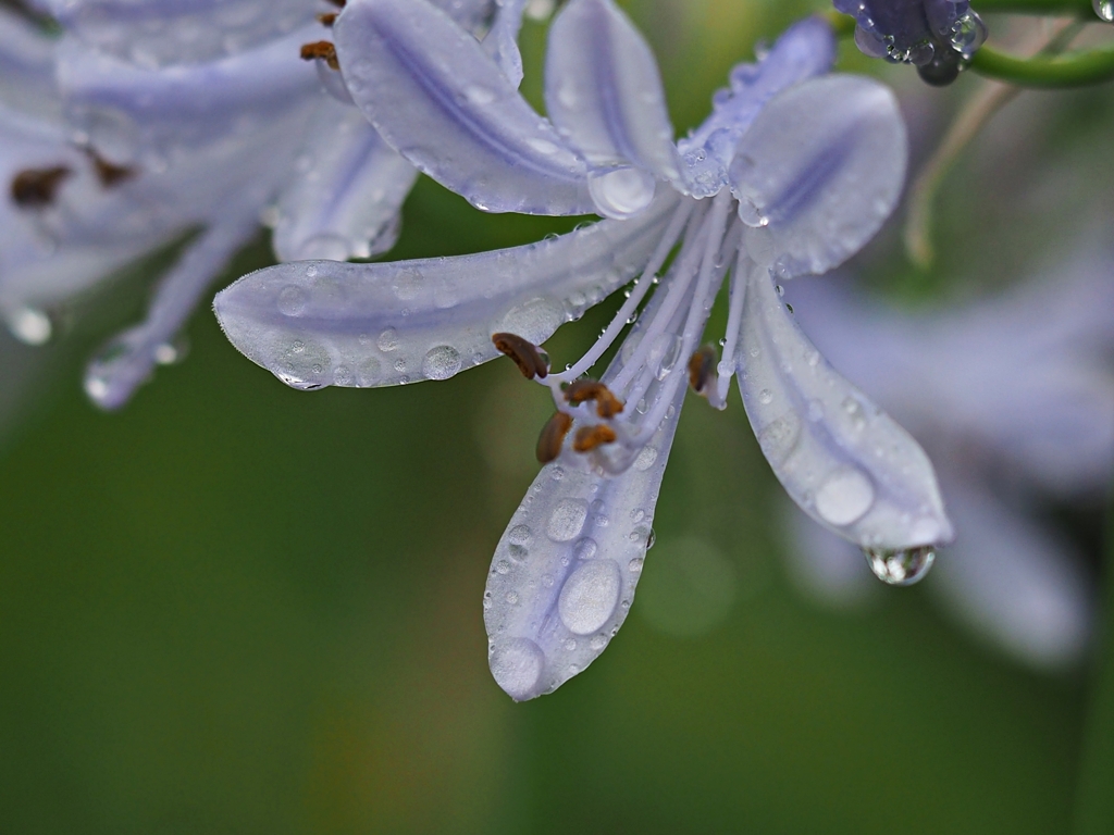 雨に濡れて (3)