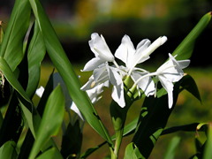 生姜の花