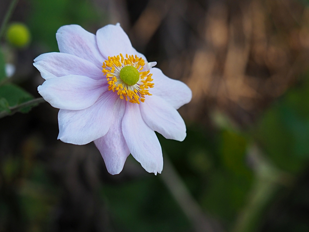 残る花