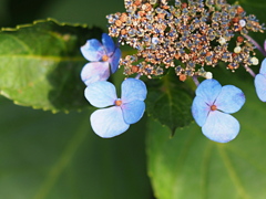 8月の紫陽花