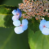 8月の紫陽花