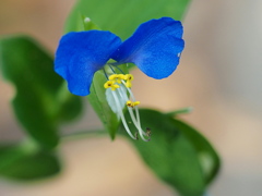 好きな花