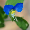 好きな花