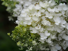 今が旬です