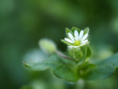 春ですね‥ハコベの花 (1)