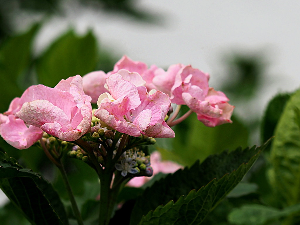 これも紫陽花