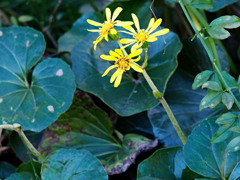残り花ひとつ