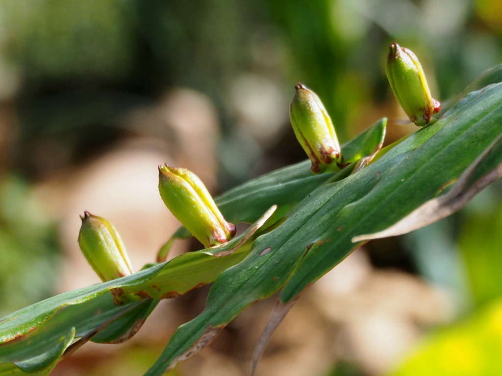 ホトトギスのつぼみ
