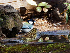 あっ、見つけた