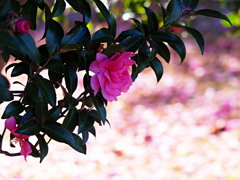 境内に咲く (1)