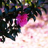境内に咲く (1)