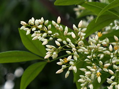 ナンテンの花