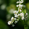 ソバの花 