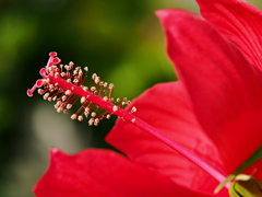 モミジアオイの蕊