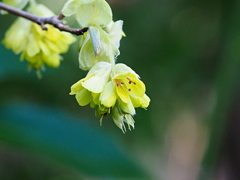 トサミズキの花