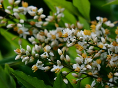 ナンテンの花 