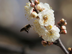 甘い蜜