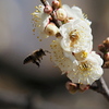 甘い蜜