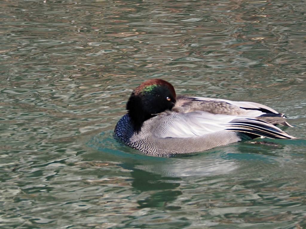 眠っていないよ