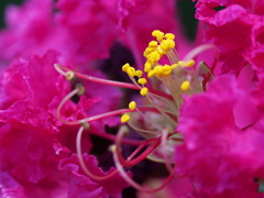 蕊