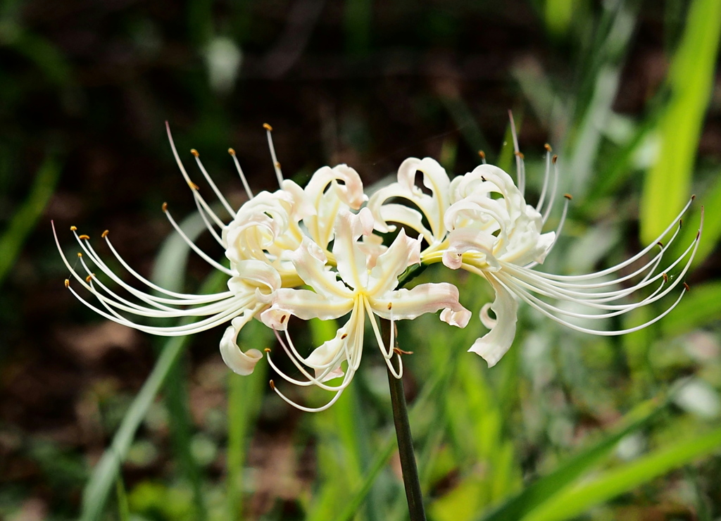 白花ヒガンバナも咲いて