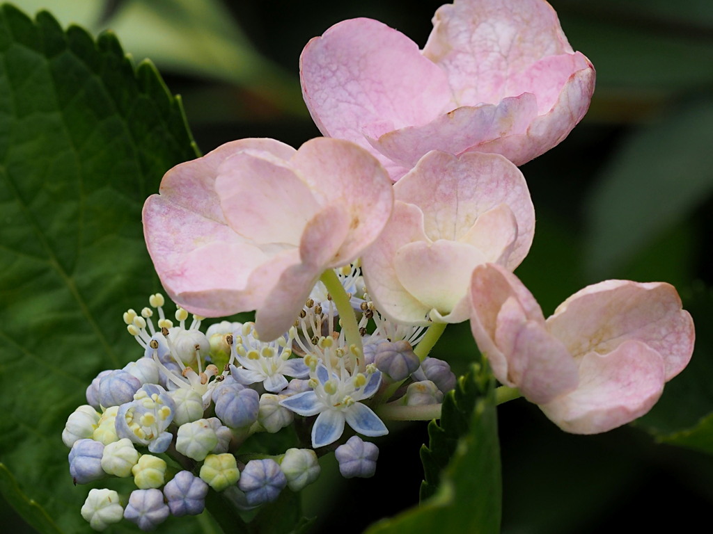 本当の花は地味