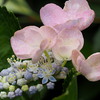 本当の花は地味