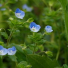 好きな花 ①