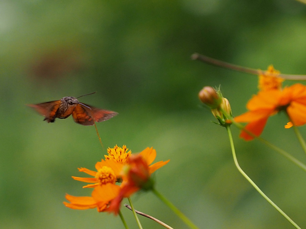 キバナコスモスの花壇で　その②