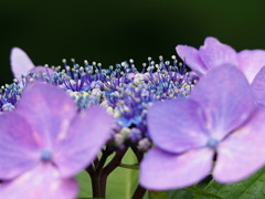 アジサイの花って？