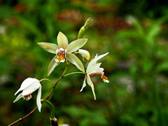 ご近所の花(4)