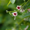 この花、 また・・