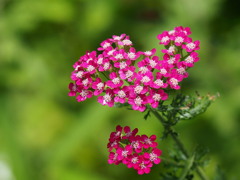 ご近所の花