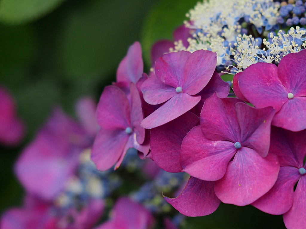 装飾花 