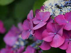 装飾花 