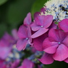 装飾花 